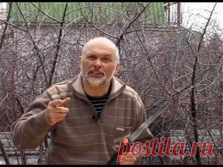 Урок 1. Виды и сроки обрезки