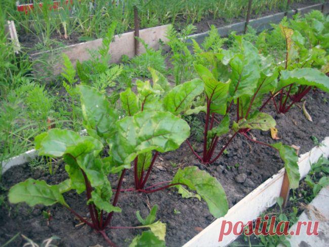 Мудрые советы: с чем можно сажать свеклу, и что посадить на месте ее выращивания на следующий год