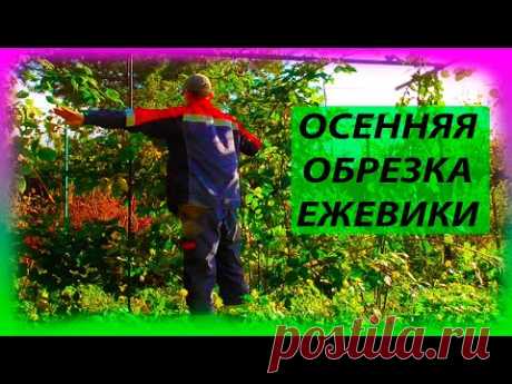 Как обрезать ежевику осенью пошаговая инструкция. Как пригнуть стебли ежевики. Как укрыть ежевику? - YouTube