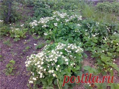 Почему не плодоносит земляника