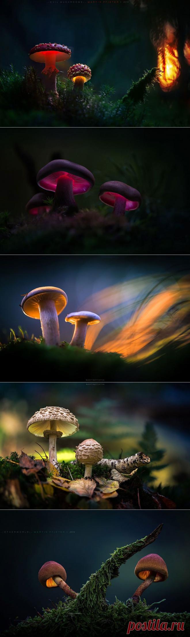 Сказочные фотографии грибов от Мартина Пфистера (Martin Pfister) — Фотоискусство