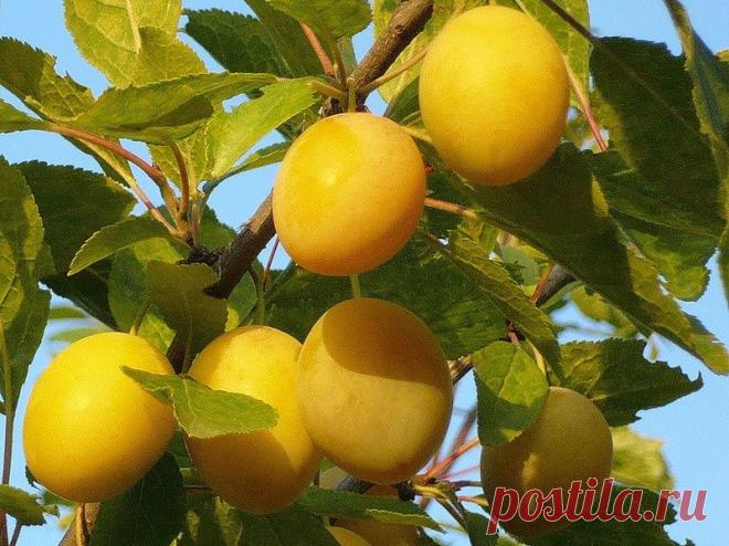 Слива: размножение, посадка и уход.