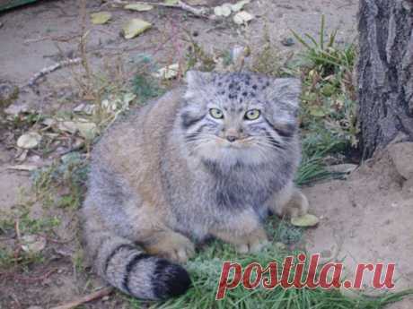 Российский фермер спас на своем участке не совсем обычных котят