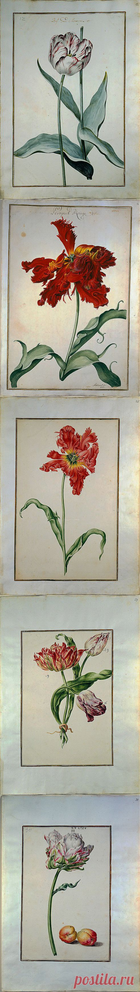 Karlsruher Tulpenbuch - Книга тюльпанов Карлсруэ .