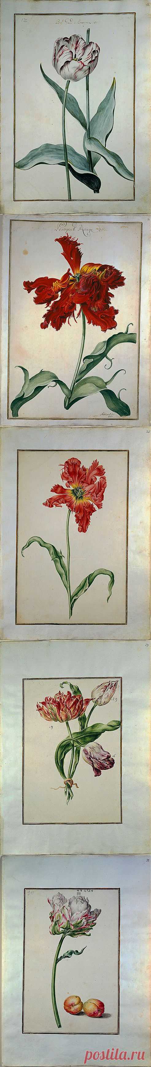 Karlsruher Tulpenbuch - Книга тюльпанов Карлсруэ .