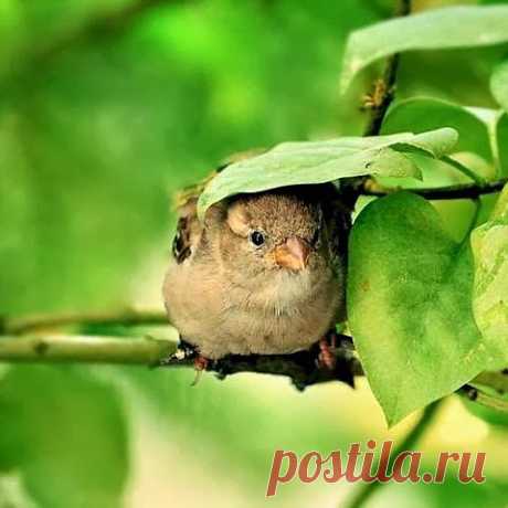 зонтик