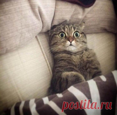 Потрясающие фото, в которых отображена вся суть характера котов