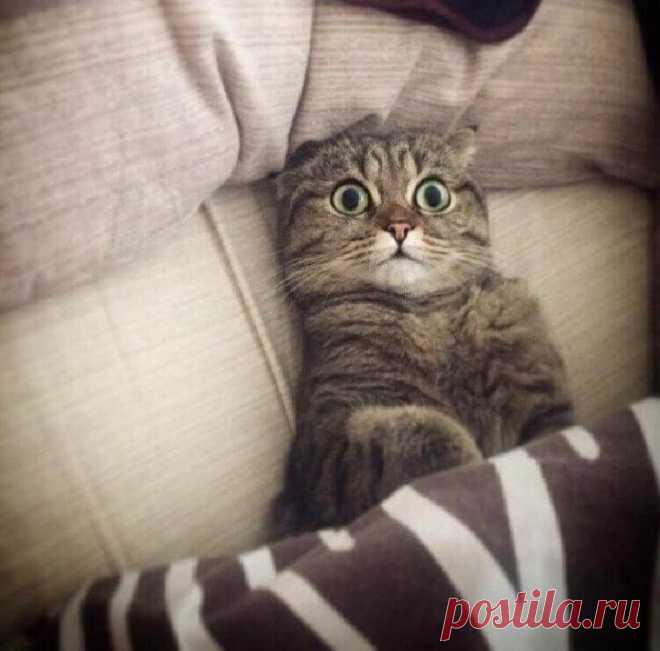 Потрясающие фото, в которых отображена вся суть характера котов