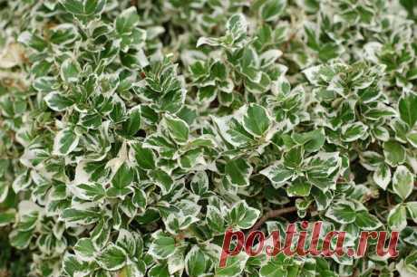 Бересклет: посадка и уход, виды и сорта