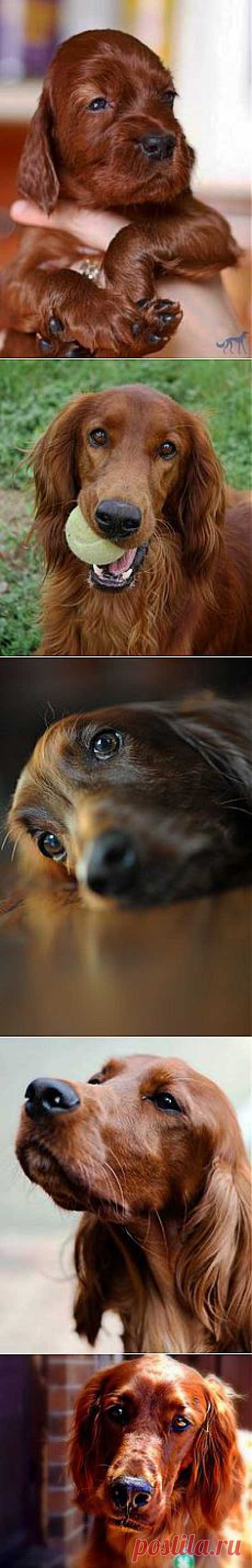 Irish Setter | pets