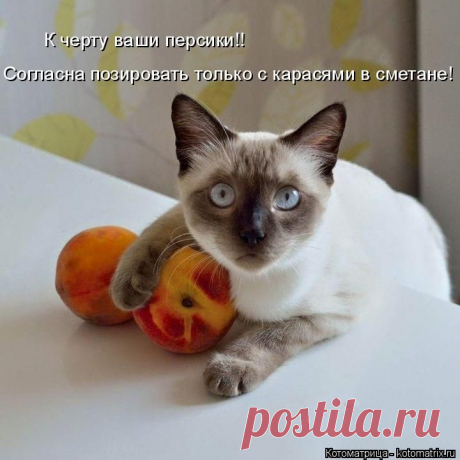 Котоматрица: Главная