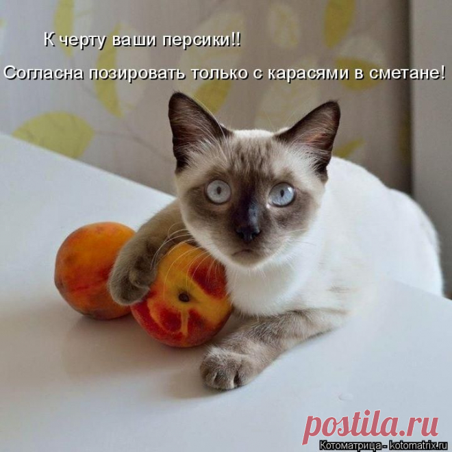 Котоматрица: Главная