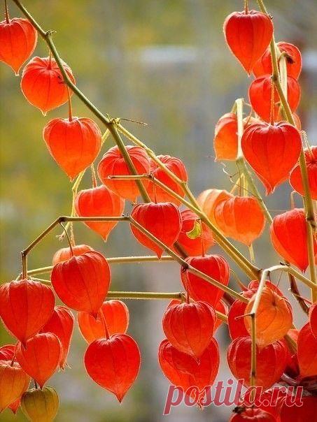 Пин на доске backgrounds