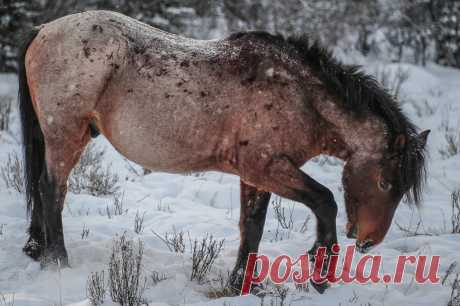 band 16 - stallion See more