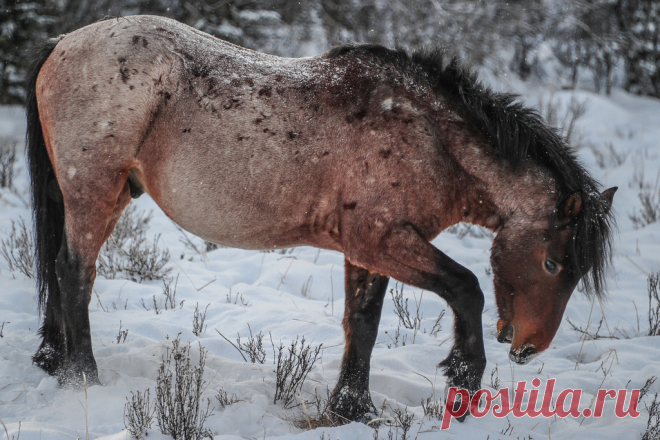 band 16 - stallion See more