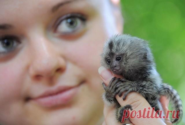 Мир удивителен...
Мармозетка - самая маленькая в мире обезьянка