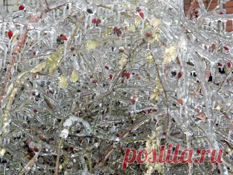 Из альбома &quot;Хрустальный лес&quot;