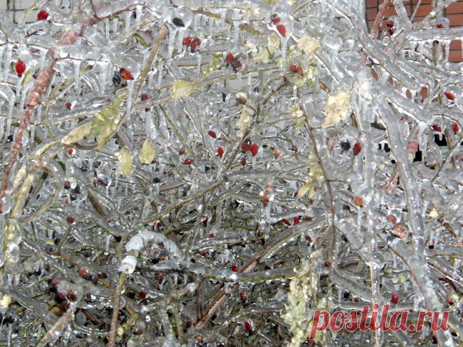 Из альбома "Хрустальный лес"