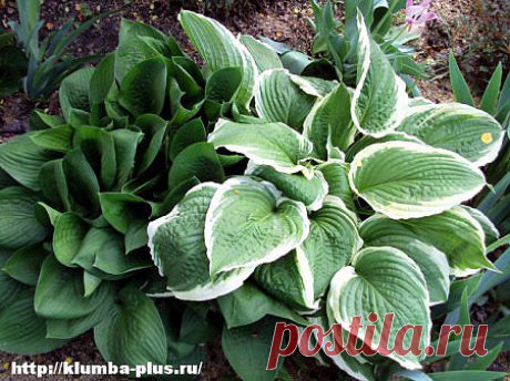 Хоста