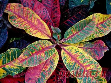 Как дома вырастить кротон - комнатный цветок с яркими разноцветными листьями