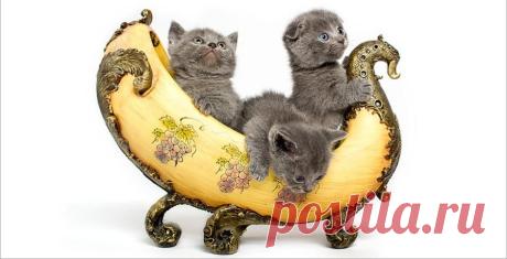 тяжелая  ноша
