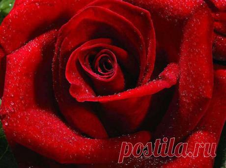 Капли росы на цветах роз, фотографии роз после дождя