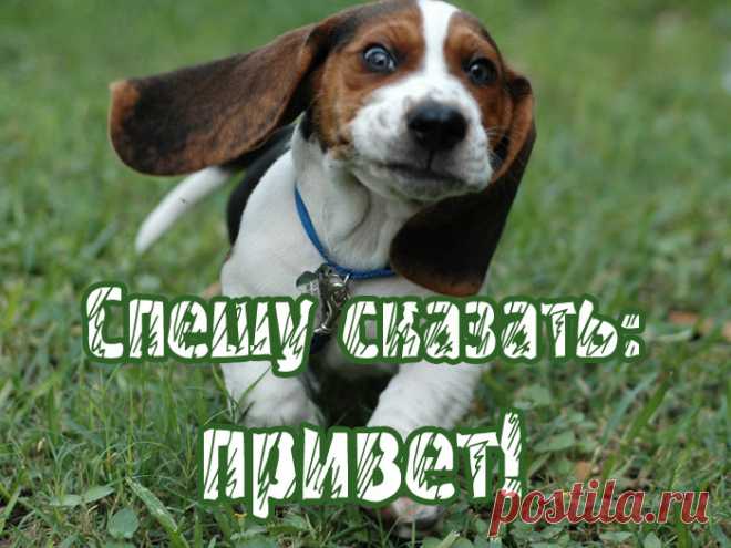 Спешу сказать: Привет!