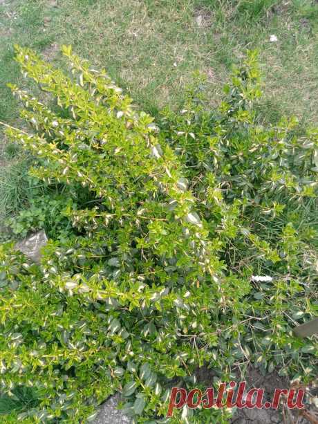 Бересклет Форчуна «Солнечное пятно» (Euonymus fortunei «Sunspot»)