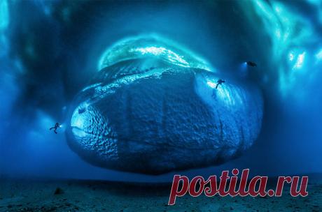 Фото дня &quot;Подводный монстр&quot;. Победитель конкурса Wildlife Photographer of the Year 2017