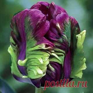 Shop Rai Tulip at Breck's | Flowers