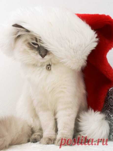 ❤°(✿◠‿◠)´•❤