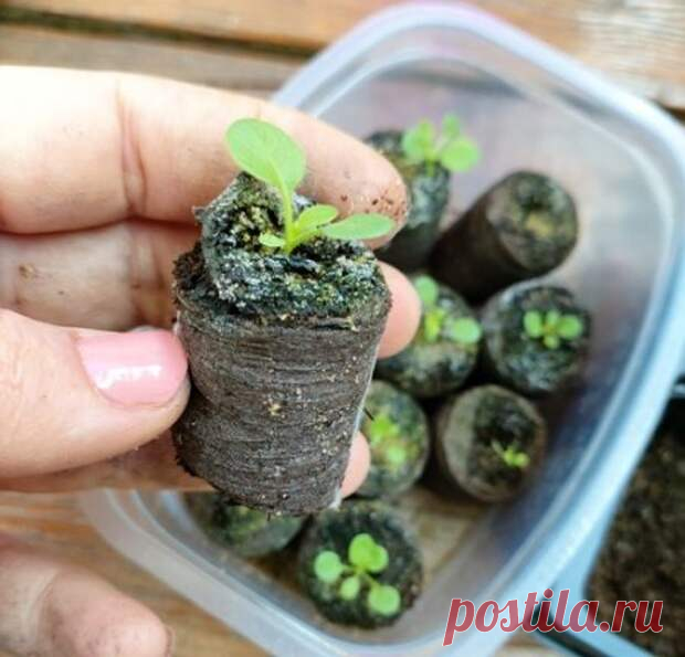 Пикировка рассады петунии в марте - Огород, сад, балкон - медиаплатформа МирТесен Пикировать петунию нужно примерно через 3 недели после всходов, когда у растений образуется 3-4 настоящих листика, размер растений в ширину и в высоту будет 1,5-2 см. С маленькими растениями работать сложно, они хуже приживаются при пересадке. Петунию, посеянную в торфяные таблетки, можно сажать в...