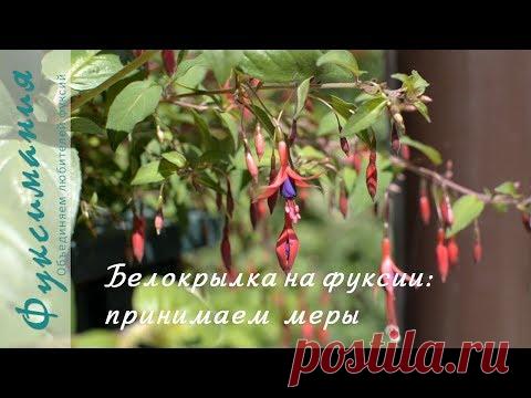Белокрылка на фуксии: принимаем меры