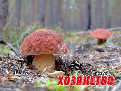 10 лучших способов заготовки грибов на зиму