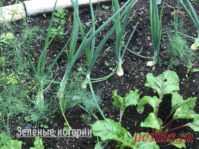 Интересный способ посадки севка – даже овсюжка вырастает крупной и без стрелок | Зелёные истории | Яндекс Дзен