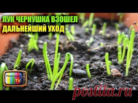 (1) ЛУК ЧЕРНУШКА ВЗОШЕЛ ДАЛЬНЕЙШИЙ УХОД - YouTube
