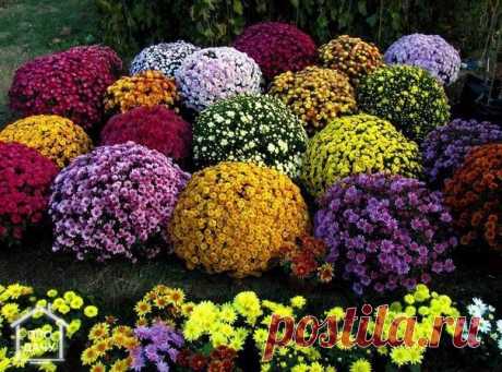 Как выращивать хризантему шаровидную