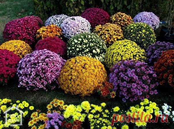 Как выращивать хризантему шаровидную