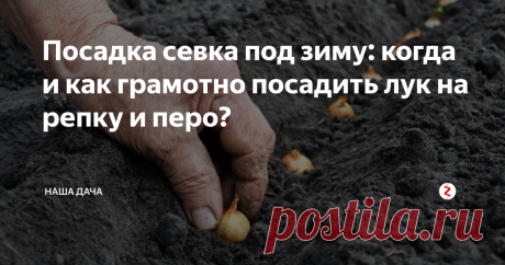 Посадка севка под зиму: когда и как грамотно посадить лук на репку и перо?  А то мы все про чеснок, да про чеснок. А про лук как-то забываем поговорить. А все, наверное, потому, что озимый лук в России не так популярен, как тот же озимый чеснок. А, между тем, зря: папа мой обязательно сажает под зиму несколько рядов  – весной, чуть ли не в конце марта мы имеем на своем столе свежую ароматную зелень, одной из первых, между прочим.