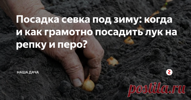 Посадка севка под зиму: когда и как грамотно посадить лук на репку и перо?  А то мы все про чеснок, да про чеснок. А про лук как-то забываем поговорить. А все, наверное, потому, что озимый лук в России не так популярен, как тот же озимый чеснок. А, между тем, зря: папа мой обязательно сажает под зиму несколько рядов  – весной, чуть ли не в конце марта мы имеем на своем столе свежую ароматную зелень, одной из первых, между прочим.