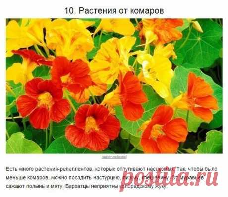 (99) Одноклассники