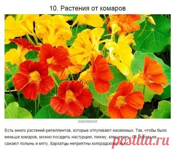 (99) Одноклассники
