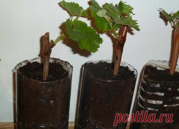 Черенки винограда: заготовка осенью, укоренение зимой