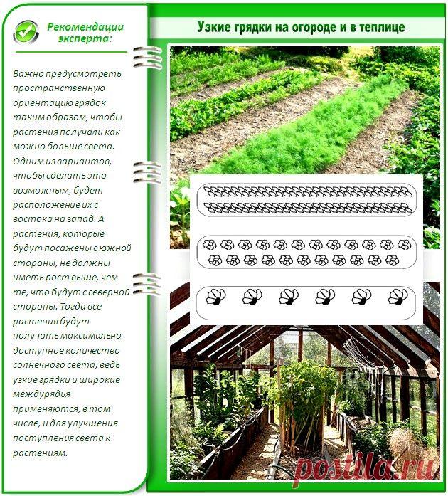 Секреты высокой урожайности узких грядок | САМ себе МАСТЕР