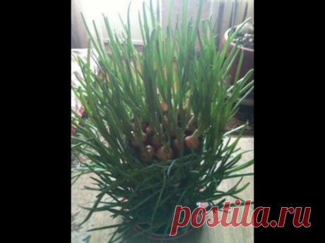 Огород на подоконнике, выращиваем лук в пластиковой бутылке