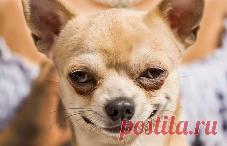 15 смешных фото собак-подозревак, которые следят за вами на карантине - Летидор