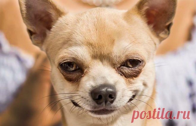 15 смешных фото собак-подозревак, которые следят за вами на карантине - Летидор