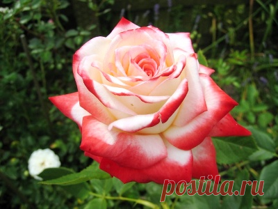 Результат поиска Google для http://artmodernmarketing.com/wp-content/uploads/2014/10/roza-imperatrice-farah.jpg