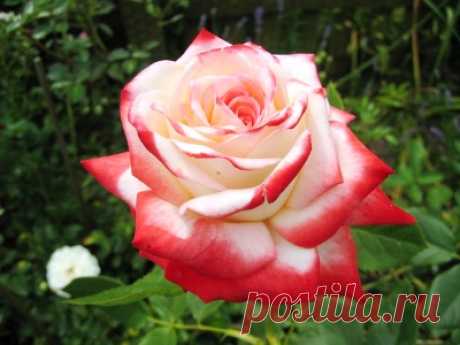 Результат поиска Google для https://artmodernmarketing.com/wp-content/uploads/2014/10/roza-imperatrice-farah.jpg