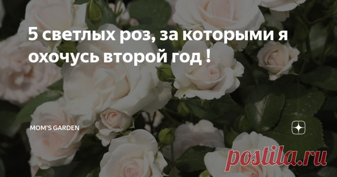 5 светлых роз, за которыми я охочусь второй год ! Думала , в 2023 году посажу всего пару сортов роз и все! Потому что в следующем сезоне придет много многолетников из 
